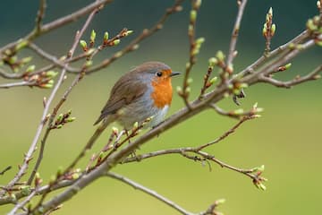 Common Birds App Screenshot